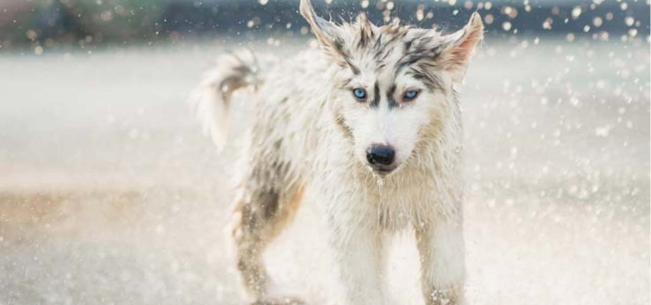 How to keep dogs safe in cold weather