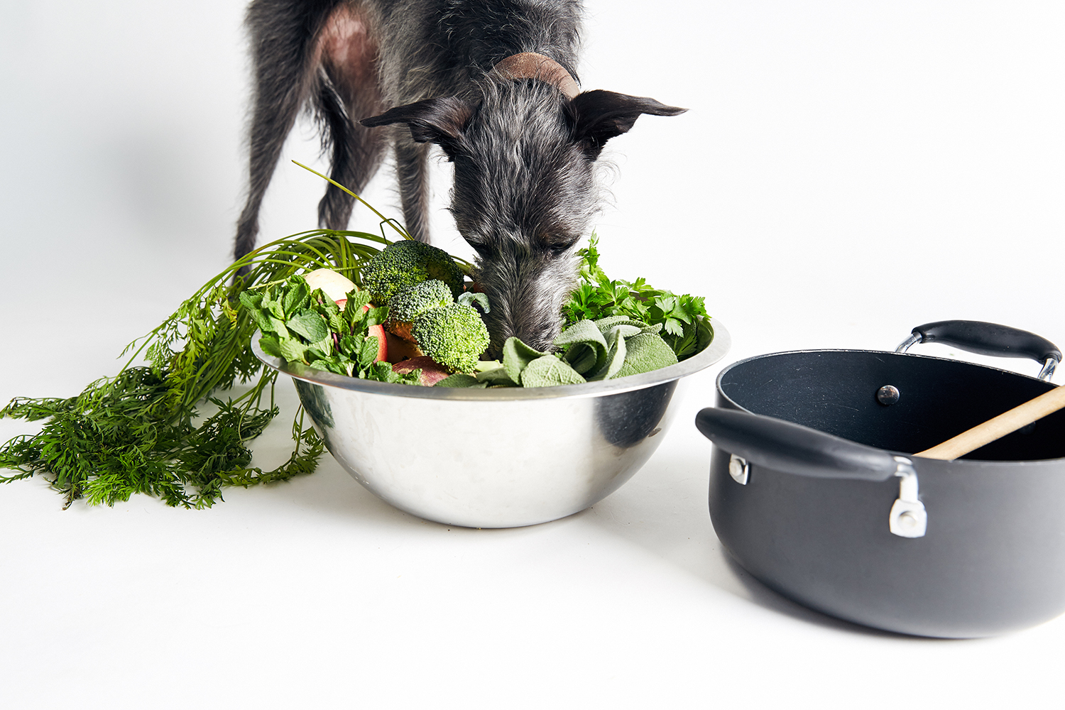 What Is The Best Diet For Dogs?