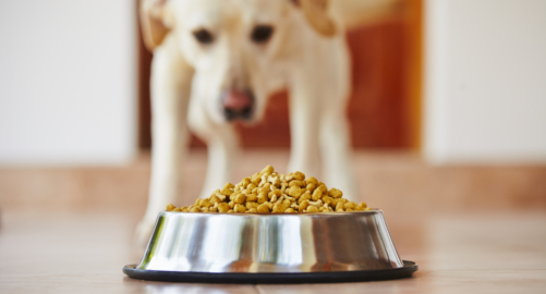 What you need to know about allergies and intolerances in dogs.