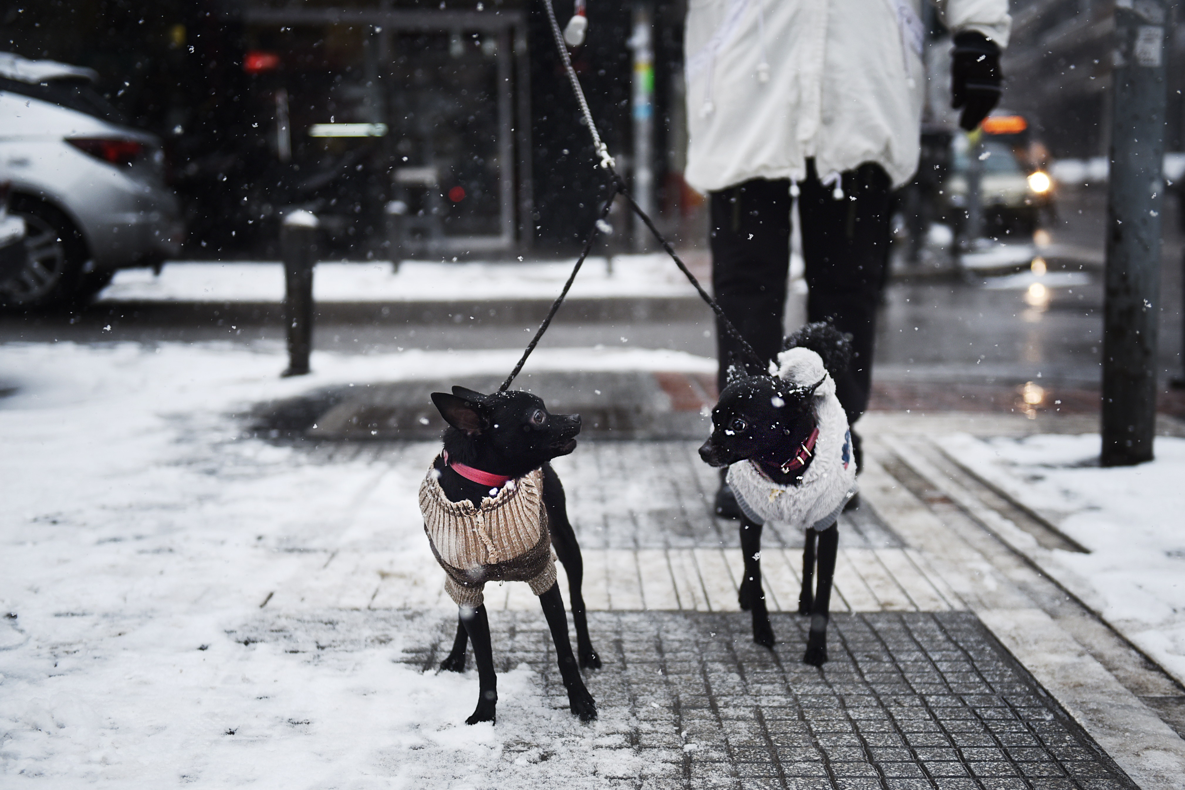 Top 5 Tips to Keep Your Dog Safe & Warm This Winter
