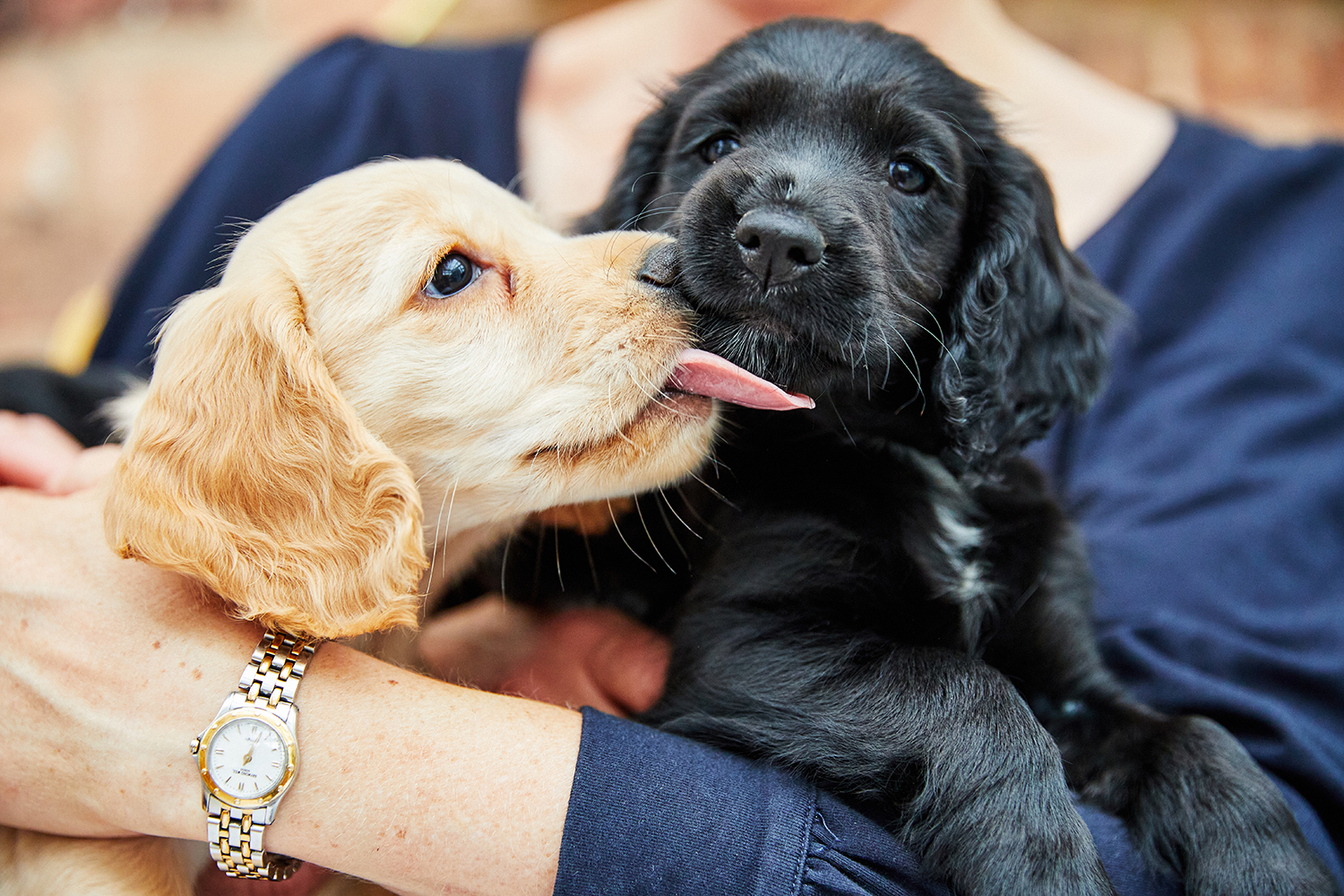 what food is good for teething puppies