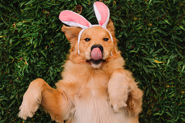 The Dangers of Dogs Eating Chocolates At Easter
