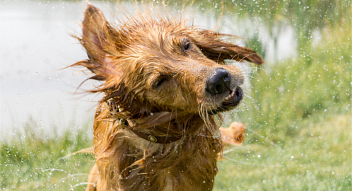 How to keep dogs safe in hot weather